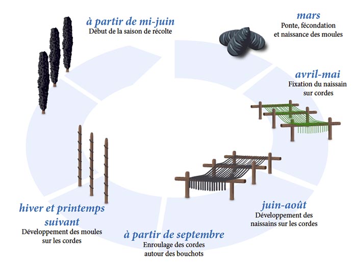 Les moules - Différentes espèces de moules et modes de production.